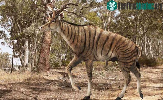 Đàn Shansitherium sẽ lang thang trên đồng bằng thảo nguyên để kiếm ăn, với cái cổ dài.
