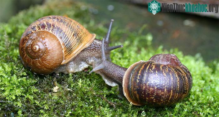Ốc sên có thể trở thành con đực hoặc con cái để phù hợp với "đối phương" khi giao phối