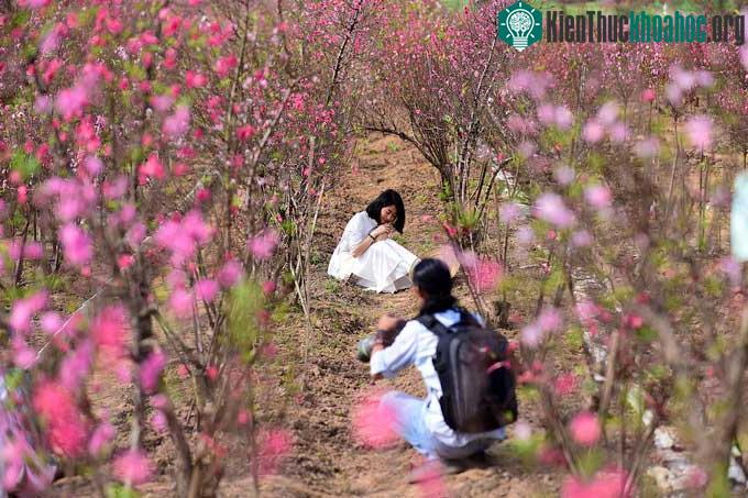 Dịp này một số chủ vườn có thêm nguồn thu từ những người đến chụp hình lưu niệm cùng hoa đào.