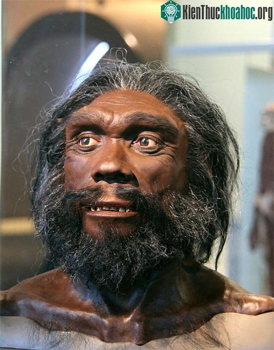 Homo heidelbergensis