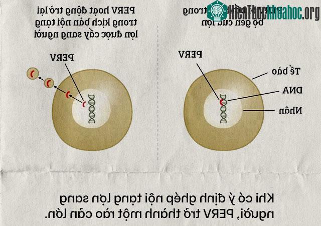 Nội tạng từ những con lợn không tên sẽ cứu sống hàng ngàn bệnh nhân tuyệt vọng ảnh 5