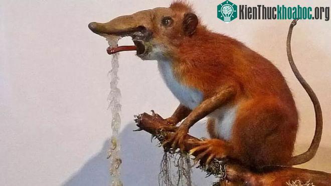 Cái mũi của chúng có nhiều hình thù kỳ quái.