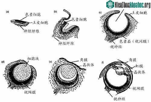 Sơ đồ tiến hóa mắt.