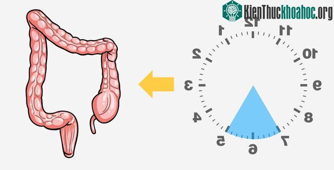 Từ 5 đến 7h sáng, dòng năng lượng được tập trung trong ruột già để loại bỏ chất thải