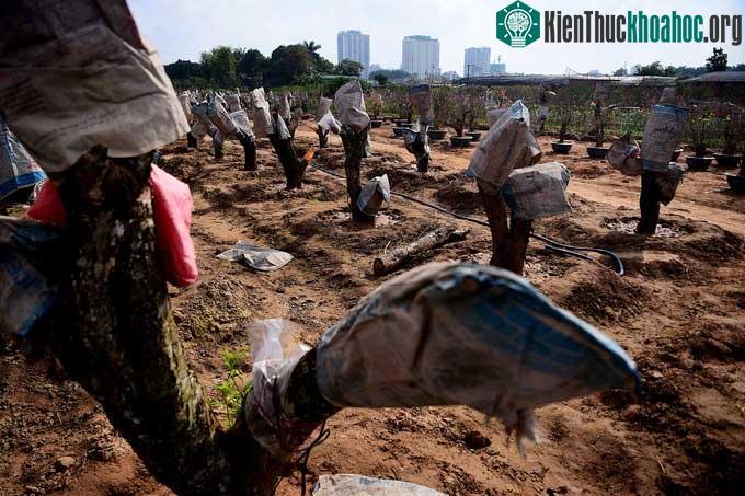 Những gốc đào lớn được chủ vườn ghép mắt từ bây giờ để chuẩn bị cho Tết năm sau.