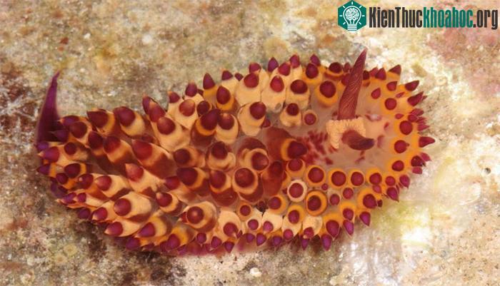 Janolus Flavoanulatus - một loài sên biển - được phát hiện ở Philippines năm 2019