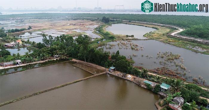 Bãi cọc này được người dân phát hiện trong quá trình canh tác, đào ao năm 2005.