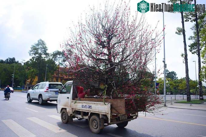 Chậu đào thế lớn được xe tải nhỏ chở đến khách hàng.