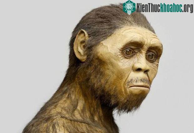 Homo gautengensis