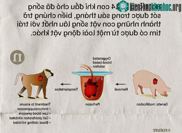 2 trong số 14 con khỉ đầu chó đã sống sót trong 6 tháng