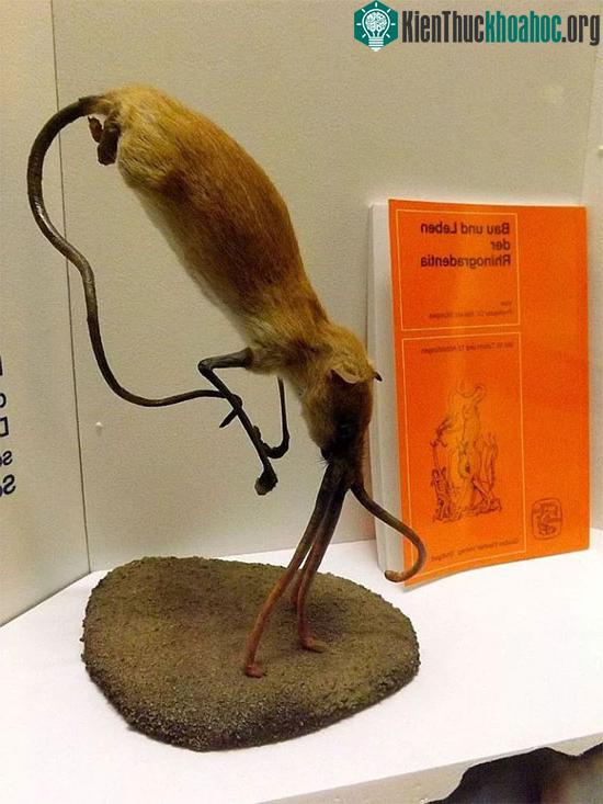 Nosewalker