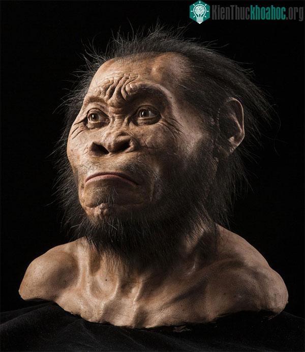 Homo naledi
