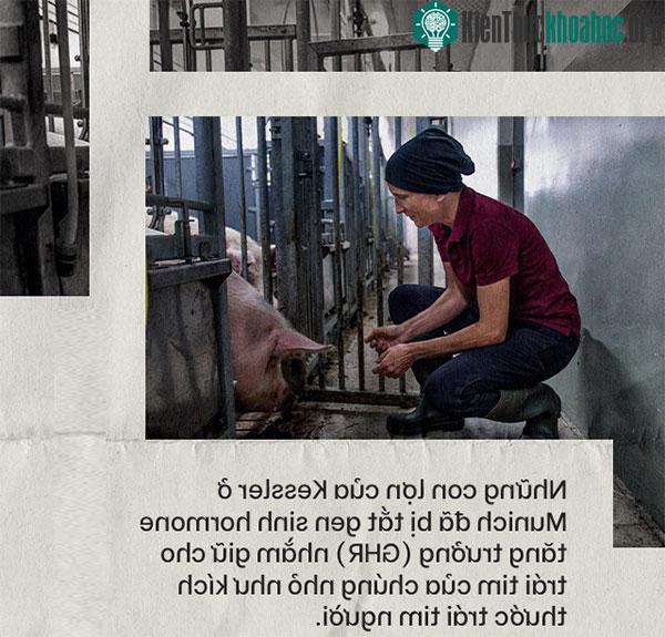 Những con lợn đã được tắt một gene sản sinh hormone tăng trưởng (GHR) của động vật