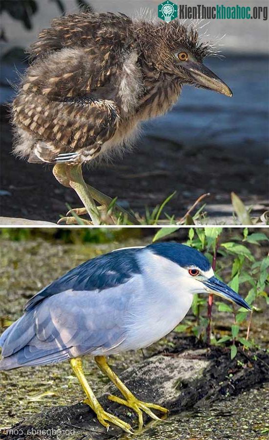 Diệc đêm