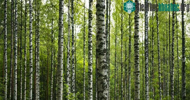 Bạch dương là một trong số ít các loài cây có thể ra hoa sau sáu tháng.