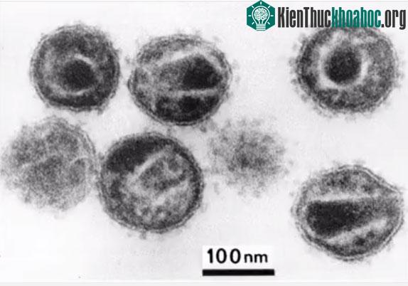 Virus có kích thước cực kỳ nhỏ, chỉ dài từ vài chục cho tới vài trăm nanomet.