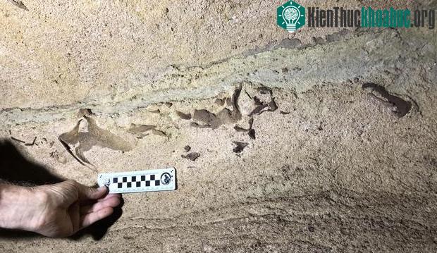 Dựa trên những dấu tích trên vách hang, ông xác định hàm dưới của con cá mập dài 76cm. (Ảnh: John-Paul Hodnett).