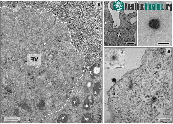 Yaravirus có 68 gene chưa từng được con người biết đến. (Ảnh: bioRxiv).