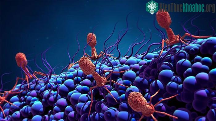 Virus tấn công vi khuẩn chứa bộ ribosome, dịch mã DNA để xây dựng protein.