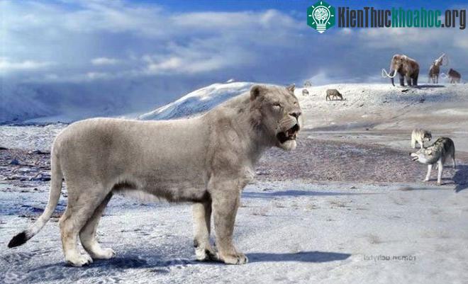 Yang's Tiger là một loài sư tử cổ đại bản địa của Trung Quốc.