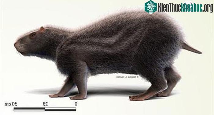 Loài chuột khổng lồ có kích thước lớn nhất từng tồn tại ở Nam Mỹ.