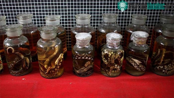 Các lọ rượu ngâm rắn được bảo quản trong một trang trại rắn ở Chiết Giang, Trung Quốc.