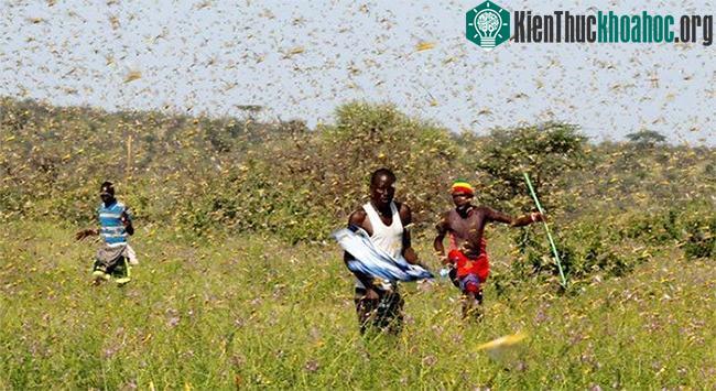 Đàn châu chấu sa mạc phá hủy một vùng đất chăn thả gia súc ở Samburu, Kenya hôm 17/1