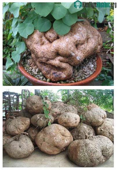 Hình ảnh của củ bình vôi.