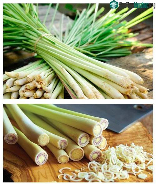 Hình ảnh của cây sả.