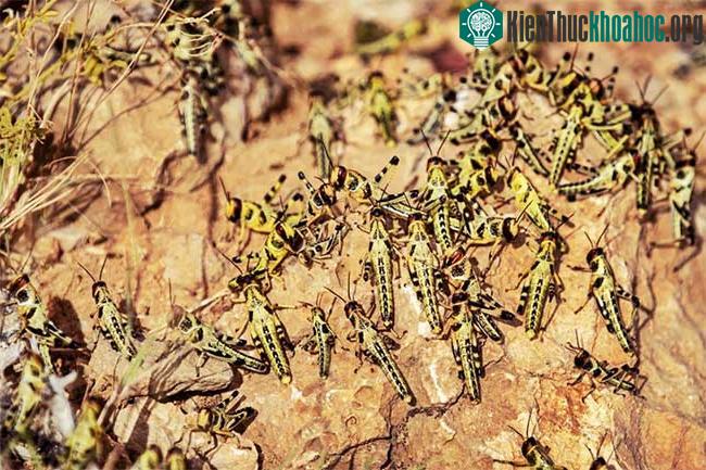 Nấm thây ma xanh sẽ tác động mạnh và tiêu diệt nhiều châu chấu non đang sinh sôi nảy nở ở Somalia.