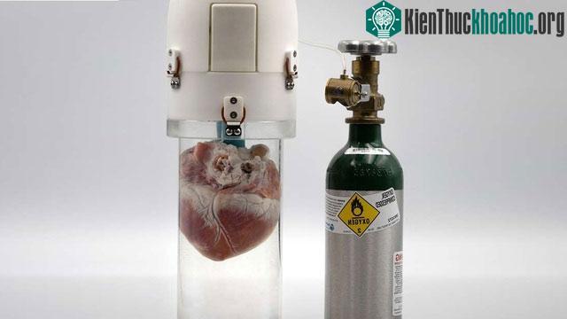 Thiết bị này có thể kéo dài thời gian bảo quản ngoài từ 4 giờ đến 24 giờ.