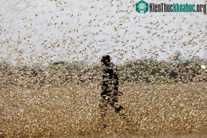 Châu chấu đã tàn phá mùa màng ở Pakistan, Ấn Độ và châu Phi.