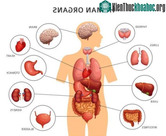 Các bộ phận trong cơ thể người.