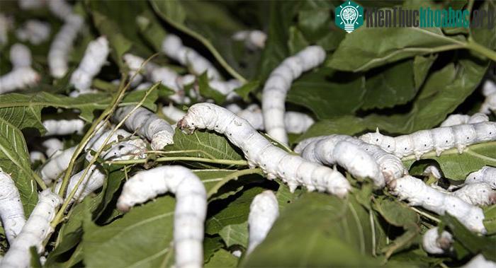 Ngoài lá dâu ra, còn có lá cây sắn, lá cây sung, lá liễu khao tử...
