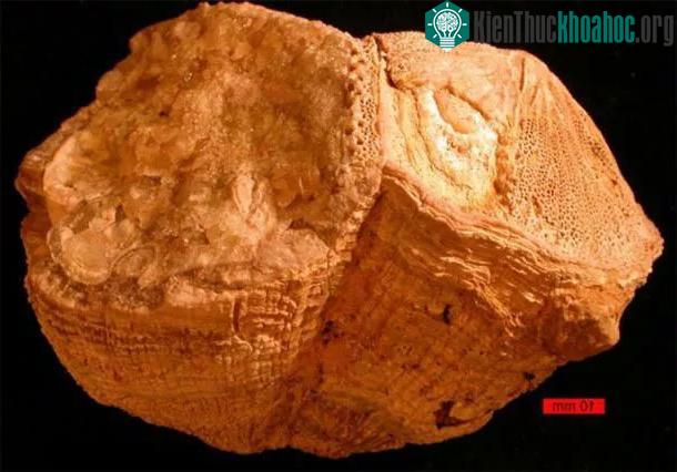 Hóa thạch sinh vật 70 triệu tuổi cho thấy Trái đất từng một thời quay nhanh hơn bây giờ
