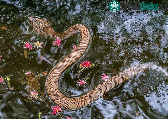 Rắn là loài bò sát khiến nhiều người e ngại vì độc tố chúng mang trong cơ thể.