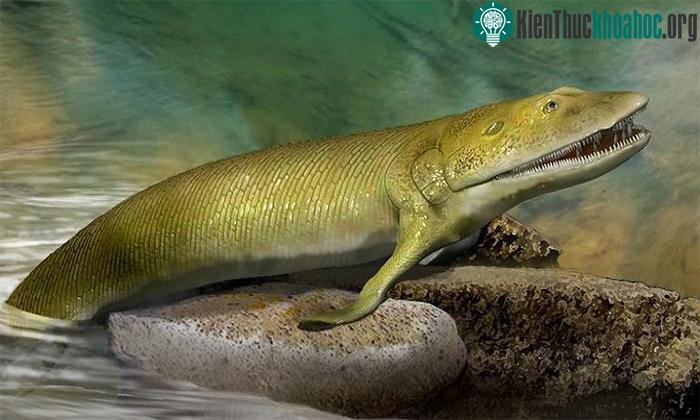 Các nhà nghiên cứu cho rằng cấu tạo nhiều ngón ở vây hỗ trợ E. watsoni đi bộ quãng ngắn.