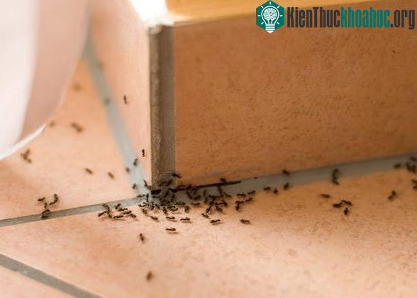 Kiến thường vào nhà nhiều hơn vào mùa nóng.