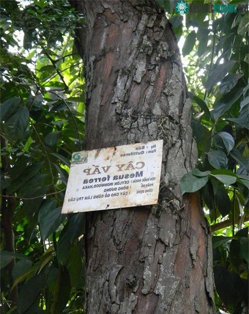 Danh pháp thực vật đã xuất hiện từ năm 1753.