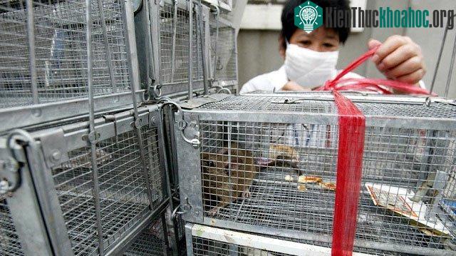 Virus hanta có thể bắt nguồn từ chuột nhiễm bệnh.
