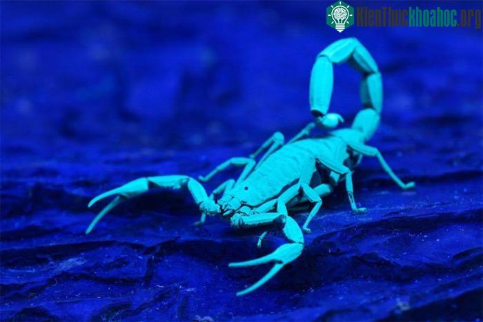 Hợp chất này có thể bảo vệ những con bọ cạp khỏi ký sinh trùng.