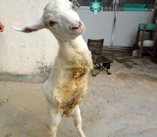 Chú dê tàn tật giờ đã có thể đứng bằng hai chân