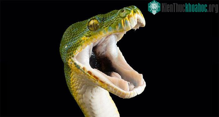 Rất có thể nọc rắn đã phát triển như một công cụ để săn mồi.