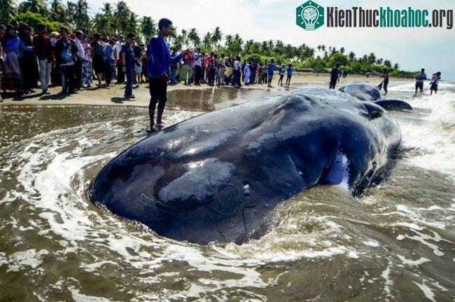 Đừng dại mà đến gần xác cá voi để chụp ảnh như này nhé.