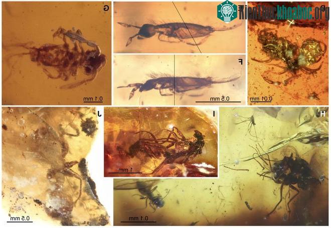 Bộ sưu tầm hổ phách từ Thế Trias Cuối đến Thế Eocene Cuối Trung.