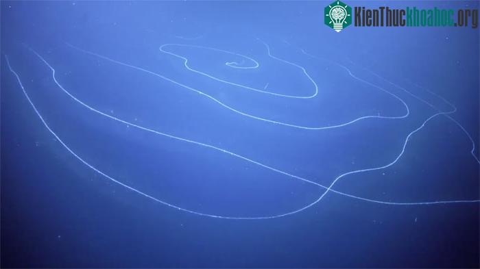 Siphonophore bao gồm hàng triệu bản sao nối liền với nhau.