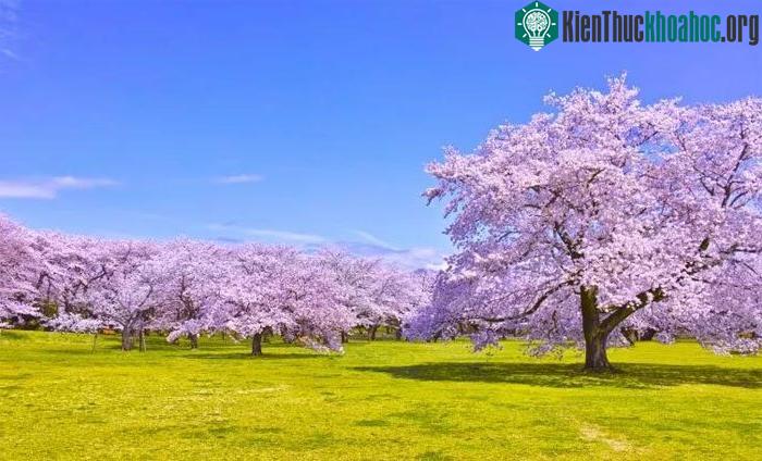 Cây anh đào có thể giúp chống biến đổi khí hậu.