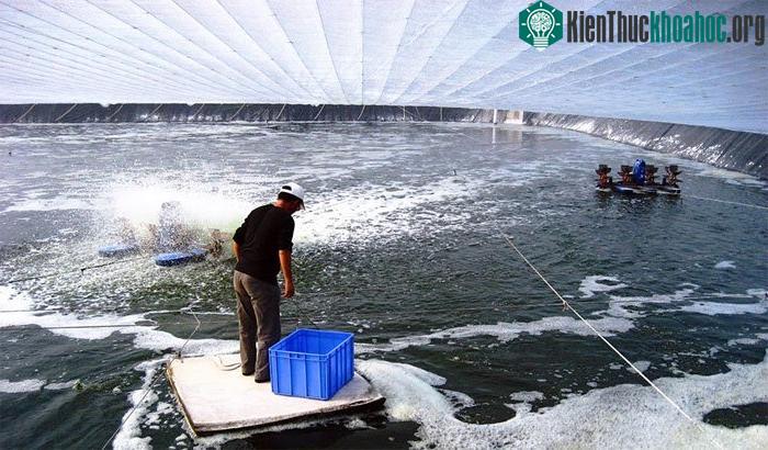 Xuất hiện virus bí ẩn ở Trung Quốc, một con tôm nhiễm bệnh hủy diệt cả đàn ảnh 0
