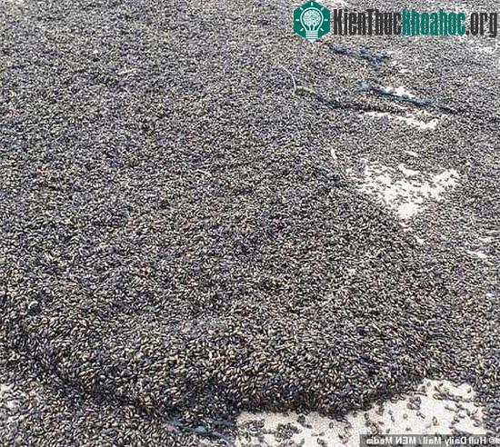 "Rợn người" trước cảnh hàng triệu con bọ phủ kín đen kịt trên bãi biển ảnh 0