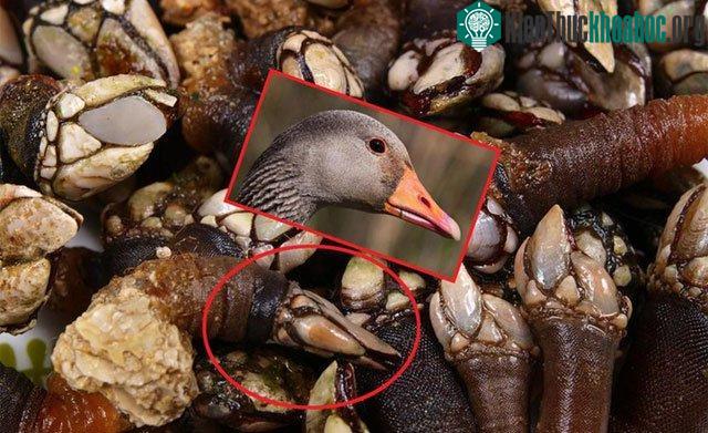 Ruột của loài ốc này có hình dạng giống cổ con ngỗng.